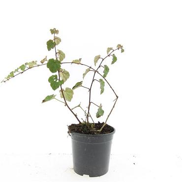 Rubus 'Betty Ashburner'