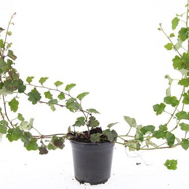 Rubus 'Betty Ashburner'