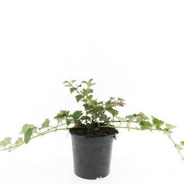 Rubus 'Betty Ashburner'