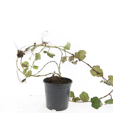 Rubus tricolor
