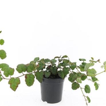 Rubus tricolor