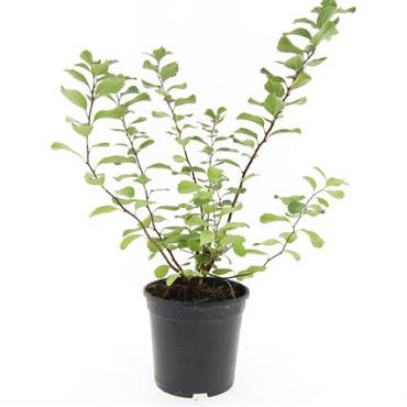 Spiraea betulifolia 'Tor'