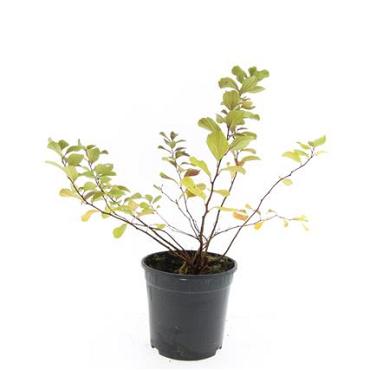 Spiraea betulifolia 'Tor'