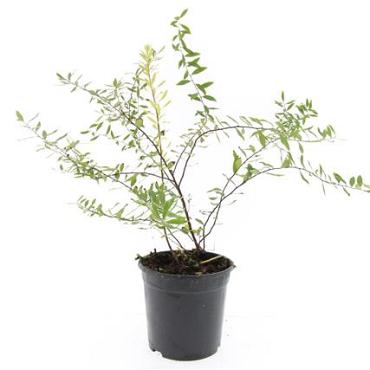 Spiraea cinerea 'Grefsheim'