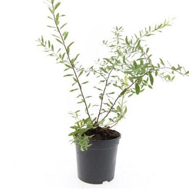 Spiraea cinerea 'Grefsheim'