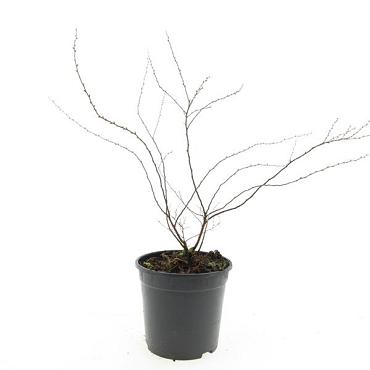 Spiraea cinerea 'Grefsheim'