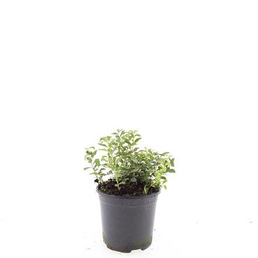 Spiraea decumbens