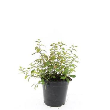 Spiraea decumbens