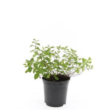 Spiraea decumbens