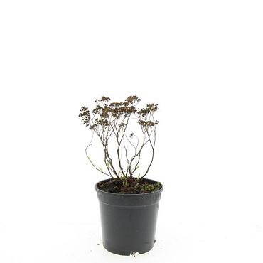 Spiraea jap. 'Albiflora'