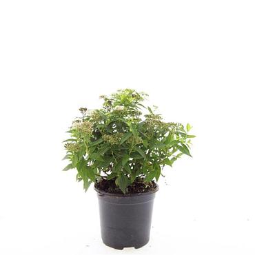 Spiraea jap. 'Albiflora'