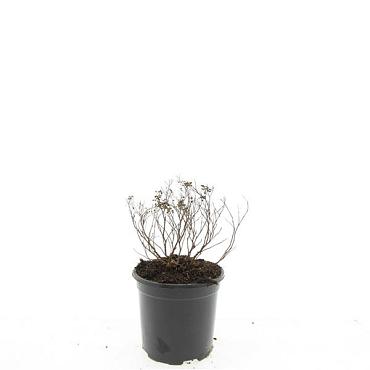 Spiraea jap. 'Albiflora'