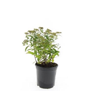 Spiraea jap. 'Albiflora'