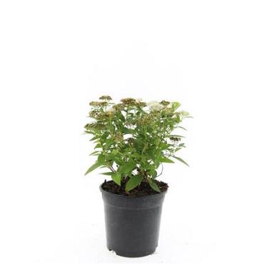 Spiraea jap. 'Albiflora'
