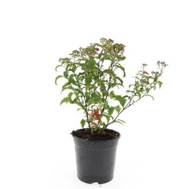 Spiraea jap. 'Crispa'