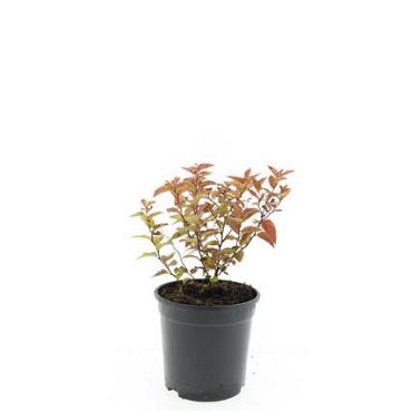 Spiraea jap. 'Firelight'