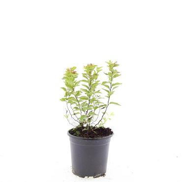 Spiraea jap. 'Firelight'