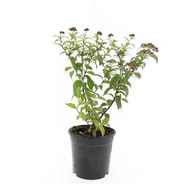 Spiraea jap. 'Froebelii'