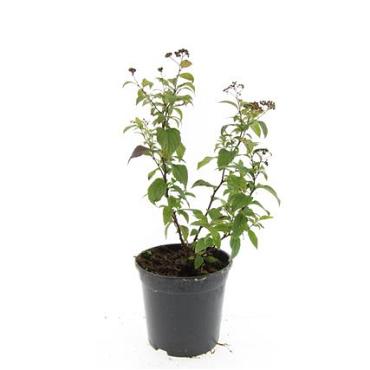 Spiraea jap. 'Froebelii'