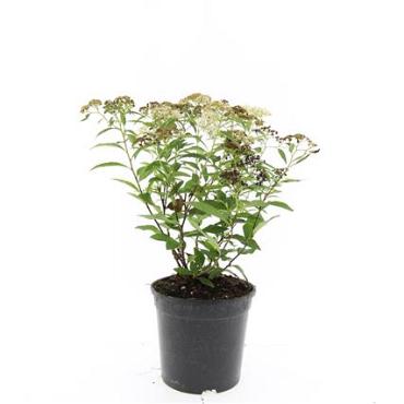 Spiraea jap. 'Genpei'