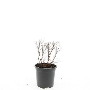 Spiraea jap. 'Genpei'