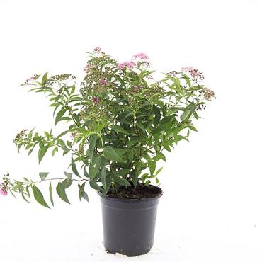 Spiraea jap. 'Genpei'