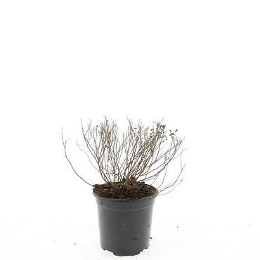 Spiraea jap. 'Little Princess'