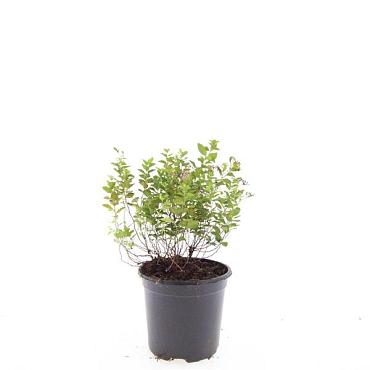 Spiraea jap. 'Little Princess'