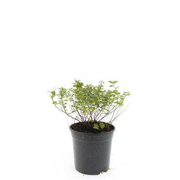 Spiraea jap. 'Little Princess'