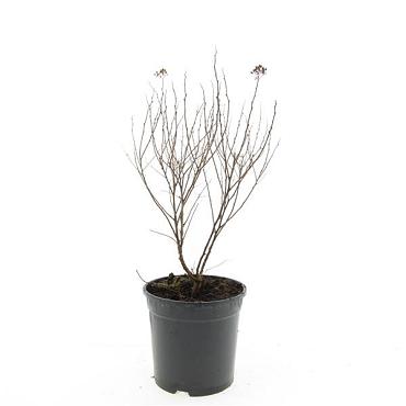 Spiraea jap. 'Manon'