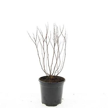 Spiraea jap. 'Manon'