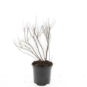 Spiraea thunbergii