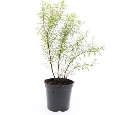 Spiraea thunbergii