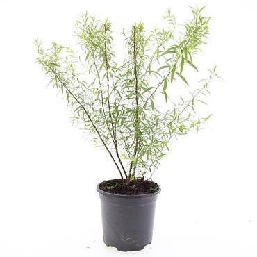 Spiraea thunbergii