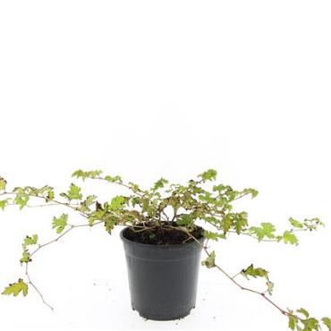 Stephanandra incisa 'Crispa'