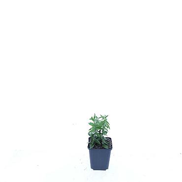 Vinca minor