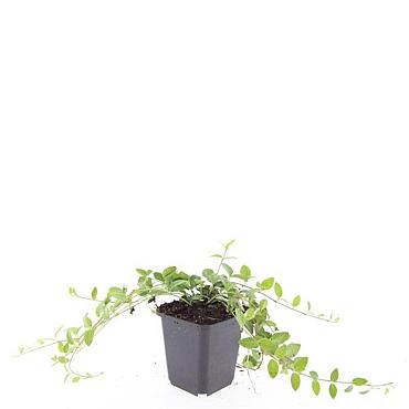 Vinca minor 'Alba'