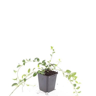 Vinca minor 'Alba'