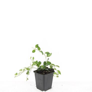 Vinca minor 'Atropurpurea'