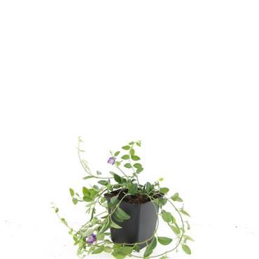 Vinca minor 'Atropurpurea'