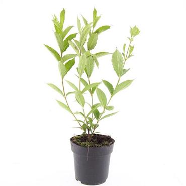 Weigela 'Candida'