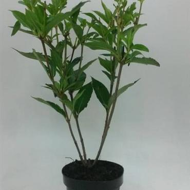 Weigela 'Candida'
