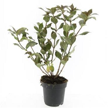Weigela florida 'Tango'
