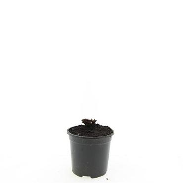 Geranium Rozanne