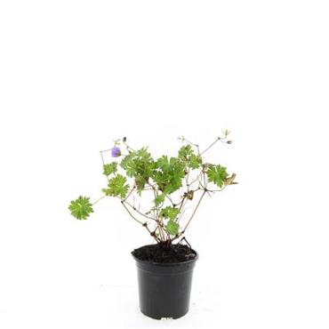 Geranium Rozanne