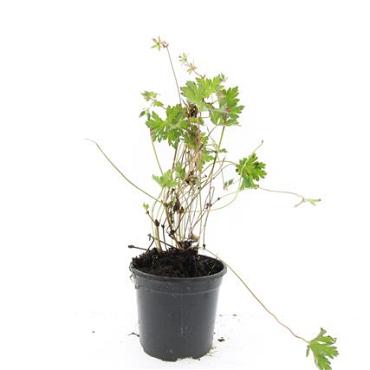 Geranium Rozanne