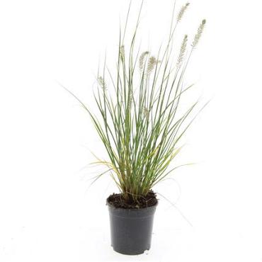 Pennisetum al. 'Hameln'