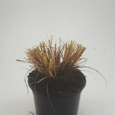 Pennisetum al. 'Hameln'