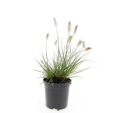 Pennisetum al. 'Little Bunny'