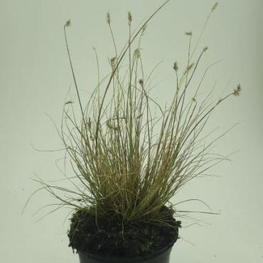 Pennisetum al. 'Little Bunny'